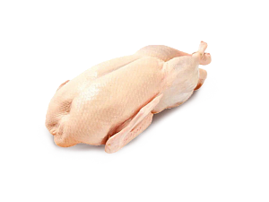 УТКА ДОМАШНЯЯ