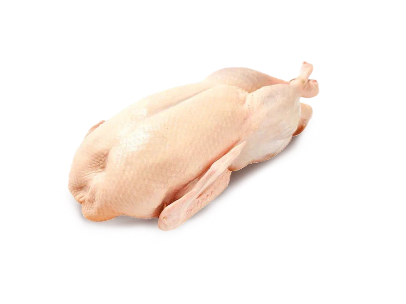 УТКА ДОМАШНЯЯ